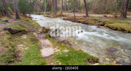 Eresma River, Scot Pine Forest, Guadarrama Nationalpark, Segovia, Kastilien und Leon, Spanien, Europa Stockfoto