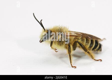 Detaillierte Nahaufnahme einer haarigen männlichen Pantaloon-Biene, Dasypoda hirtipes vor weißem Hintergrund Stockfoto