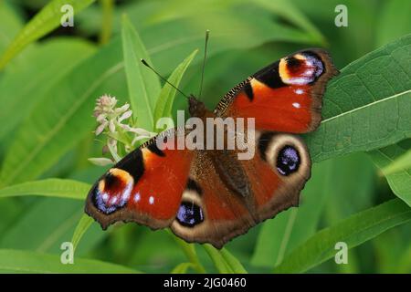 Nahaufnahme eines farbenfrohen Pfauenschmetterlings, Inachis io, der mit offenen Flügeln vor einem grünen Hintergrund auf dem Feld sitzt Stockfoto