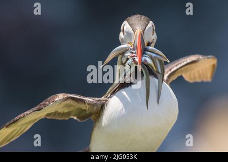 Puffin (Fratercula Arctica) mit Schnabel voller Sandalen auf der Insel Skomer Stockfoto