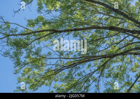 Blätter von Aschenbaum / Fraxinus excelsior Baumkrone gegen blauen Sommerhimmel. Historisch Teile als Heilpflanze in Kuren verwendet. Stockfoto