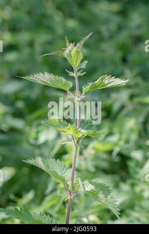 Sonnenbeschienene Brennnesselblätter von Urtica dioica / Gemeine Brennnessel bei morgendlicher Sonneneinstrahlung in der Heckenschurke in Großbritannien. Für schmerzhafte, gezütete Wildnahrungsmittel, Heilpflanzen. Stockfoto