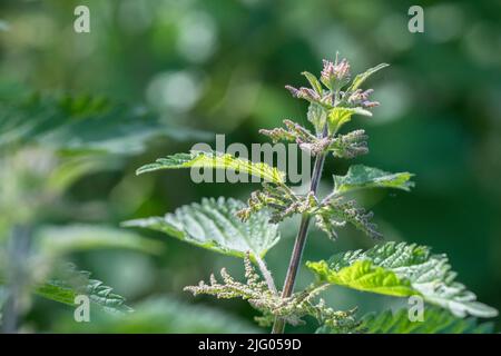 Sonnenbeschienene Brennnesselblätter von Urtica dioica / Gemeine Brennnessel bei morgendlicher Sonneneinstrahlung in der Heckenschurke in Großbritannien. Für schmerzhafte, gezütete Wildnahrungsmittel, Heilpflanzen. Stockfoto