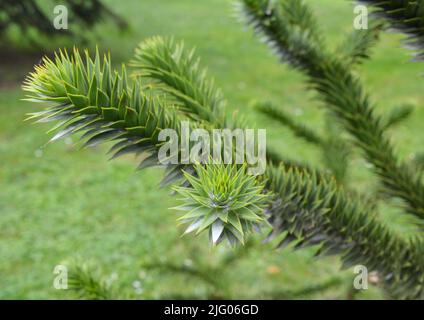 Kleiner Nadelbaum mit spärlichen Ästen. Schöne immergrüne Tanne Araucaria araucana, der Affe Puzzle-Baum oder chilenischen Kiefer. Stockfoto