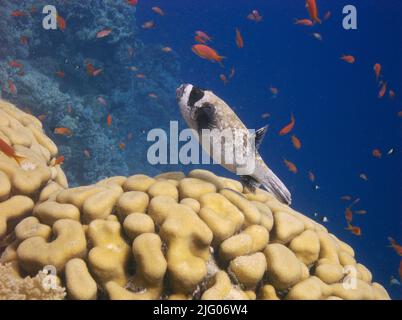 Ein maskierter Kugelfisch (Arothron diadematus) in einem wunderschönen Korallenriff, umgeben von Schwarm roter Fische im Roten Meer, Ägypten Stockfoto