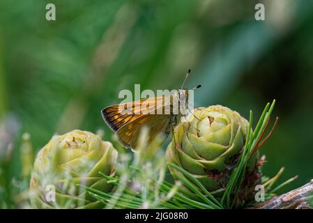 Junge Eiszapfen aus Lärchenbaum und ein essex-Skipper im Sommer, Anfang Juli. Stockfoto