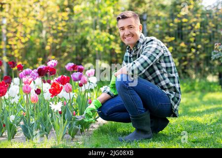 Mann mit dem Baumscheren, der sich im Garten um Blumen kümmert Stockfoto
