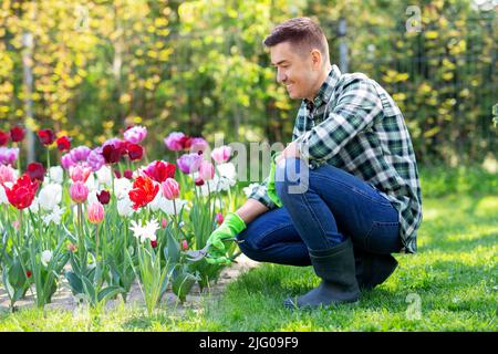 Mann mit dem Baumscheren, der sich im Garten um Blumen kümmert Stockfoto