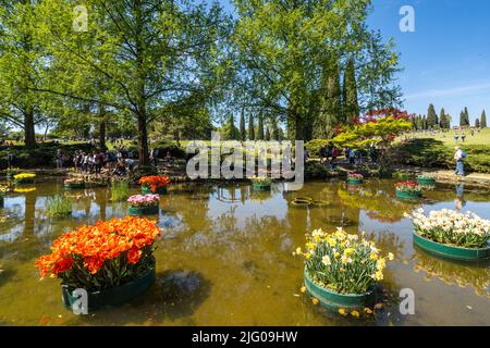 Valleggio sul Mincio, Italien, Apr. 2022 - der Teich des Sigurtà-Gartens mit bunten, schwimmenden Tulpen Stockfoto