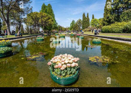 Valleggio sul Mincio, Italien, Apr. 2022 - die malerischen Wassergärten mit schwimmenden Tulpen im Parco Sigurà Stockfoto