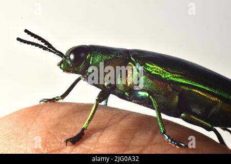 Nahaufnahme von Jewel Beetle Rest auf menschlichen Finger. Chrysochroa fulminans. Stockfoto