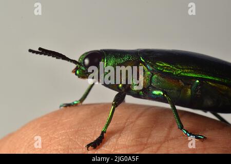 Nahaufnahme von Jewel Beetle Rest auf menschlichen Finger. Chrysochroa fulminans. Stockfoto