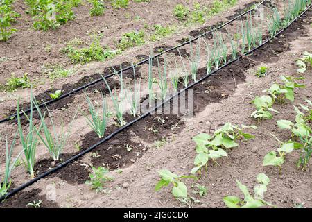 Tröpfchenbewässerungsschlauch mit Löchern Bewässerungssystem auf heimisch Landwirtschaft Feld. Zwiebeln im Sommer in der Trockenzeit gießen. Stockfoto