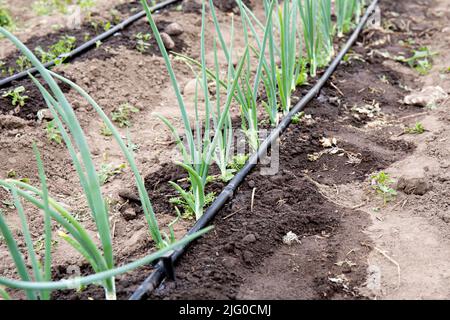 Tröpfchenbewässerungsschlauch mit Löchern Bewässerungssystem auf heimisch Landwirtschaft Feld. Zwiebeln im Sommer in der Trockenzeit gießen. Stockfoto