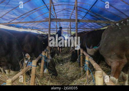 Tierärzte überprüfen während der Eid al-Adha-Feier am 6. Juli 2022 in Indonesien die Gesundheit von Kühen zur Prävention von Maul- und Klauenseuche Stockfoto