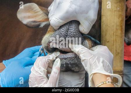 Tierärzte überprüfen während der Eid al-Adha-Feier am 6. Juli 2022 in Indonesien die Gesundheit von Kühen zur Prävention von Maul- und Klauenseuche Stockfoto