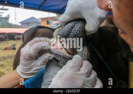 Tierärzte überprüfen während der Eid al-Adha-Feier am 6. Juli 2022 in Indonesien die Gesundheit von Kühen zur Prävention von Maul- und Klauenseuche Stockfoto