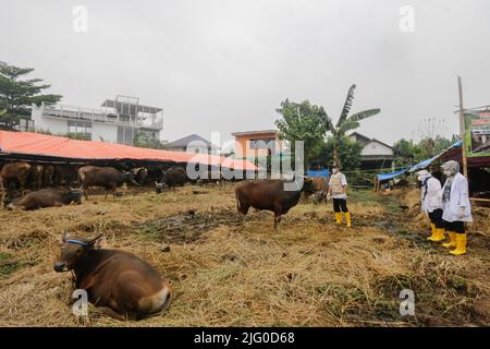 Tierärzte überprüfen während der Eid al-Adha-Feier am 6. Juli 2022 in Indonesien die Gesundheit von Kühen zur Prävention von Maul- und Klauenseuche Stockfoto