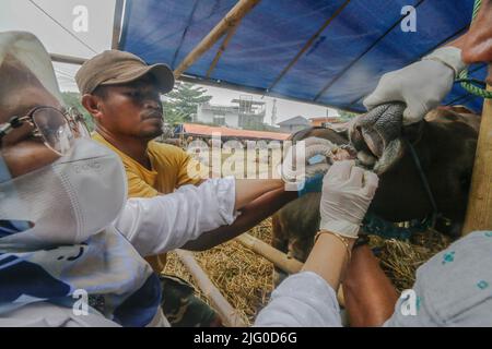 Tierärzte überprüfen während der Eid al-Adha-Feier am 6. Juli 2022 in Indonesien die Gesundheit von Kühen zur Prävention von Maul- und Klauenseuche Stockfoto