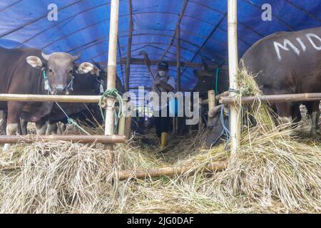 Tierärzte überprüfen während der Eid al-Adha-Feier am 6. Juli 2022 in Indonesien die Gesundheit von Kühen zur Prävention von Maul- und Klauenseuche Stockfoto