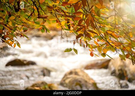 Die Farben in der Herbstsaison mit weichem Hintergrund des Pigeon River, North Carolina Stockfoto