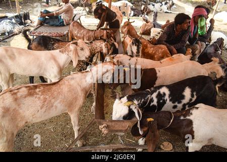 Neu-Delhi, Indien. 06.. Juli 2022. Vor dem muslimischen Fest von Eid al-Adha in Neu-Delhi können Ziegen Gras fressen sehen. (Foto: Kabir Jhangiani/Pacific Press) Quelle: Pacific Press Media Production Corp./Alamy Live News Stockfoto