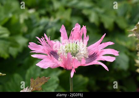 Schöner Opium-Mohn mit pollenreicher Mitte Stockfoto