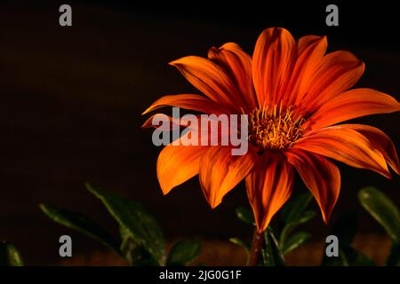 Nahaufnahme eine orangefarbene Blume eine Gazania Tough (Gazania rigens) mit dunklem Hintergrund Stockfoto