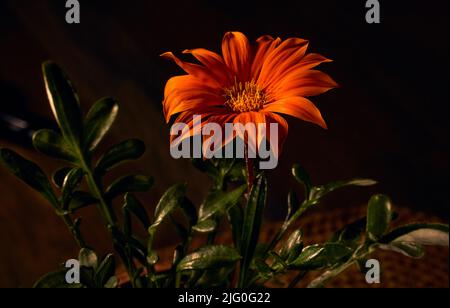 Orange Blume eine Gazania Tough (Gazania rigens) mit dunklem Hintergrund Stockfoto