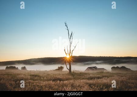 Morgennebel zieht durch die Landschaft von Šumava in der Nähe des Dorfes Kvilda im Süden von Šumava auf der tschechischen Seite. Die Sonne geht durch einen alten Toten Stockfoto