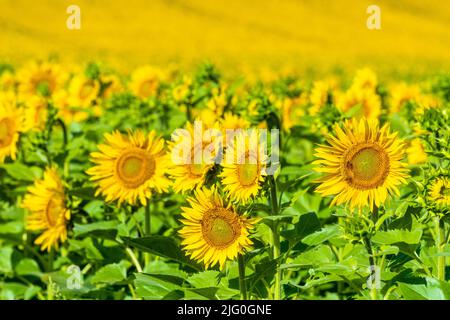 Sonnenblumenfeld (Helianthus annuus), das in der sud-Touraine in Zentralfrankreich wächst. Stockfoto
