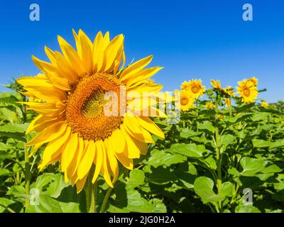 Sonnenblumenfeld (Helianthus annuus) vor blauem Himmel, wächst in der sud-Touraine, Zentralfrankreich. Stockfoto