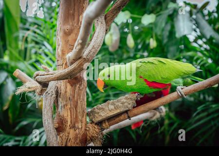 Porträt des Eclectus roratus Papagei im Vogelschutzgebiet Stockfoto