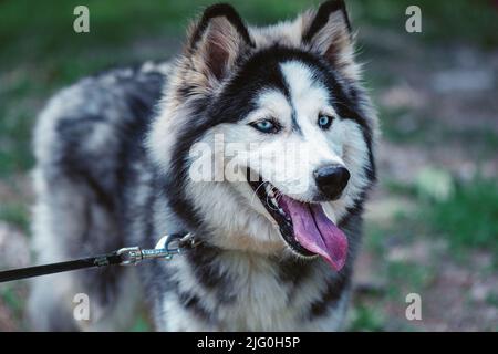 Schöne sibirische Husky Hund in einem Naturpark, Nahaufnahme, Makrofotografie Stockfoto