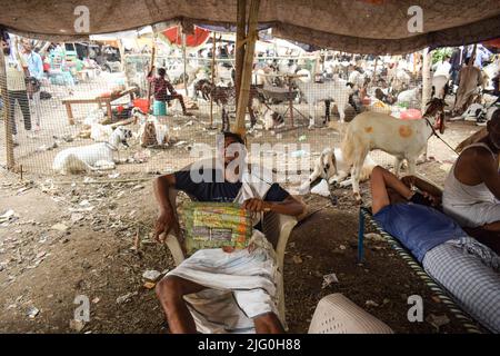 Neu Delhi, Neu Delhi, Indien. 6.. Juli 2022. Ein Händler kann gesehen werden, wie er sich auf einem Viehmarkt entspannt, auf dem Ziegen vor dem muslimischen Fest von Eid al-Adha in Neu-Delhi zum Verkauf gehalten werden. (Bild: © Kabir Jhangiani/Pacific Press via ZUMA Press Wire) Bild: ZUMA Press, Inc./Alamy Live News Stockfoto