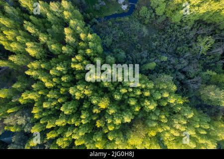 Gemischte Wälder von oben nach unten aus der Luft Stockfoto