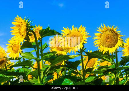Sonnenblumenfeld (Helianthus annuus) vor blauem Himmel, wächst in der sud-Touraine, Zentralfrankreich. Stockfoto