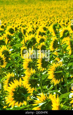 Sonnenblumenfeld (Helianthus annuus), das in der sud-Touraine in Zentralfrankreich wächst. Stockfoto