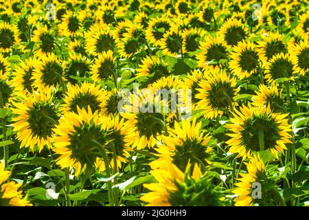Sonnenblumenfeld (Helianthus annuus), das in der sud-Touraine in Zentralfrankreich wächst. Stockfoto