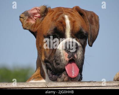 Boxerhund mit einer Zunge, die über einen Gartenzaun mit Himmelshintergrund blickt Stockfoto