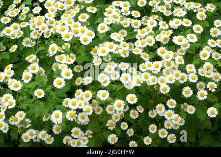 Blühende wilde griechische Kamillenpflanzen wachsen in der Sommersaison auf einer Wiese als Hintergrund für Bio-Kräuter. Eine der berühmten Heilpflanzen Stockfoto