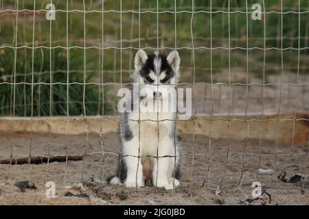 Kleiner Husky Welpe befindet sich im doggy Gefängnis, Pond Inlet, Nunavut Stockfoto