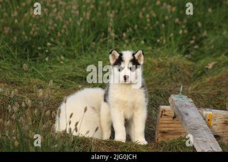 Schwarz-weißer Husky-Welpe aus dem Norden Kanadas starrt weg, Pond Inlet, Nunavut. Hochwertige Fotos Stockfoto