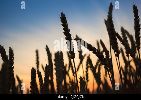 Silhouetten von reifen Ähren aus Weizen gegen einen blau-gelben Sonnenuntergangshimmel. Beendet den Krieg in der Ukraine, erntet. Landwirtschaftliches Symbol. Schönheit der Natur Stockfoto