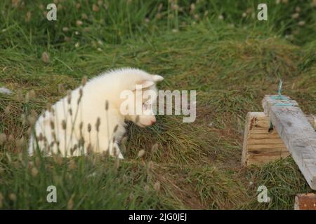 Weißer Husky-Welpe, der versucht, nach einem langen Spieltag nicht einzuschlafen, Pond Inlet, Nunavut Stockfoto