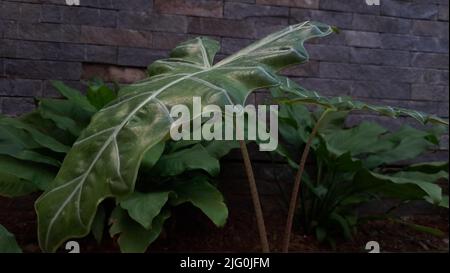 Nahaufnahme einer Alocasia-Pflanze im Topf Stockfoto