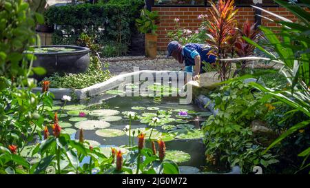 Asian Mann tragen Kappe Reinigung Gartenteich von grünen Algen. Männlicher Hausmeister, der den Gartenteich vor der Regenzeit überprüft und intakt hält. Gärtner Arbeit Stockfoto