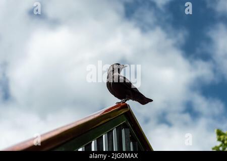 Nahaufnahme einer Jackdaw, die auf einem Geländer thront Stockfoto