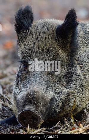 Wildschweinweibchen liegt auf Waldboden und wacht auf, Kopfportrait, Herbst, niedersachsen, (sus scrofa), Deutschland Stockfoto