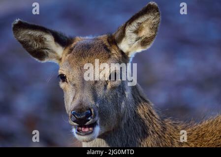 Rothirsch-Tassenkopf Nahaufnahme, Kopfportrait, Herbst, Nordrhein-westfalen, (Cervus elaphus), Deutschland Stockfoto